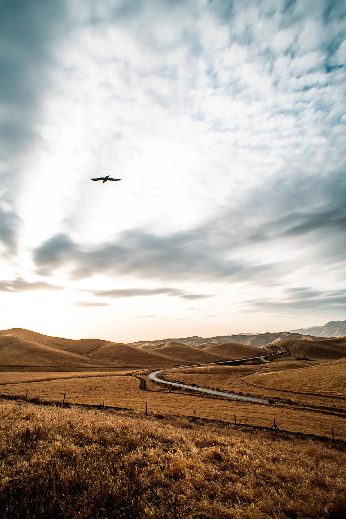 A road winds through an open expanse and toward the mountains as a bird flies overhead.