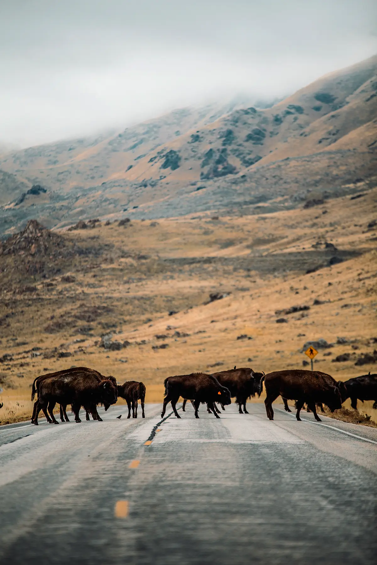 Bison cross the road in Utah