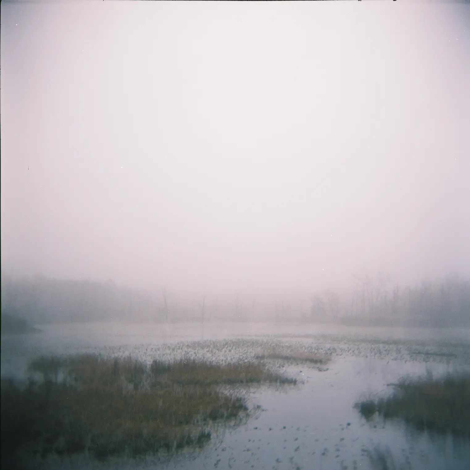 120 medium format Holga photo of wetlands in the Cuyahoga Valley National Park